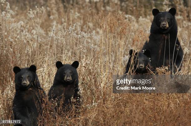 black bear and 3 cubs - american black bear stock pictures, royalty-free photos & images