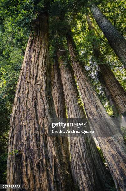 sequoias - tre quarti stockfoto's en -beelden