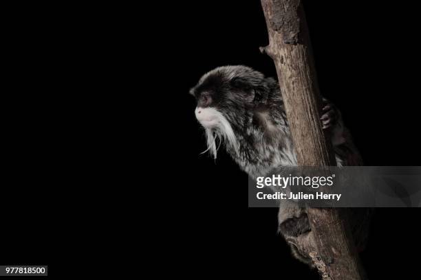 emperor tamarin (saguinus imperator) monkey climbing tree - tamarin monkey stock pictures, royalty-free photos & images