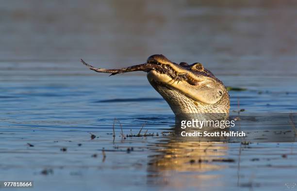 tastes like chicken - indian gharial stock pictures, royalty-free photos & images