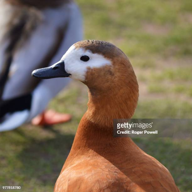 brown duck with white face - ruddy shelduck stock pictures, royalty-free photos & images