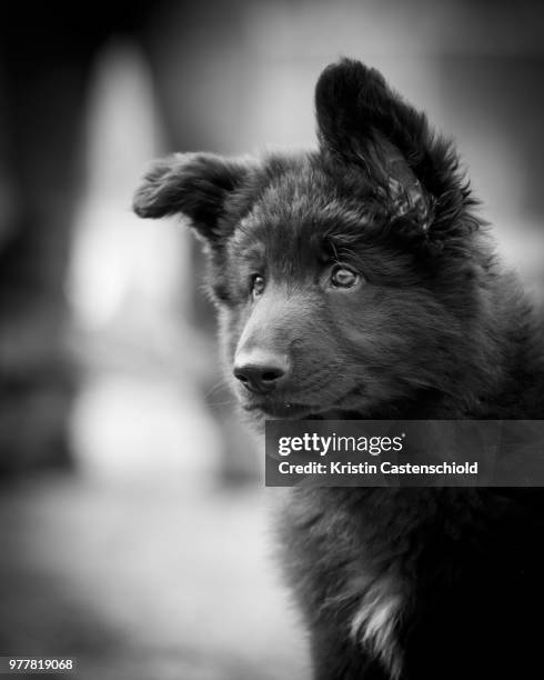 black shiloh shepherd puppy - shiloh stock pictures, royalty-free photos & images