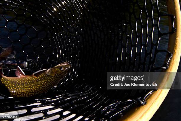 brook trout (salvelinus fontinalis) caught in rubber net. - brook trout stock pictures, royalty-free photos & images