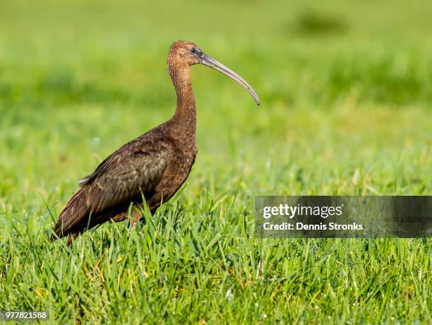 glossy ibis - glossy ibis stock pictures, royalty-free photos & images