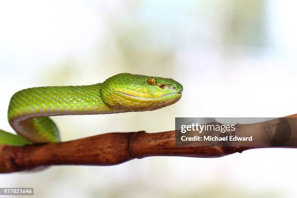 trimeresurus albolabris - trimeresurus albolabris imagens e fotografias de stock