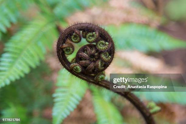 Koru Railing Koru Photos and Premium High Res Pictures - Getty Images