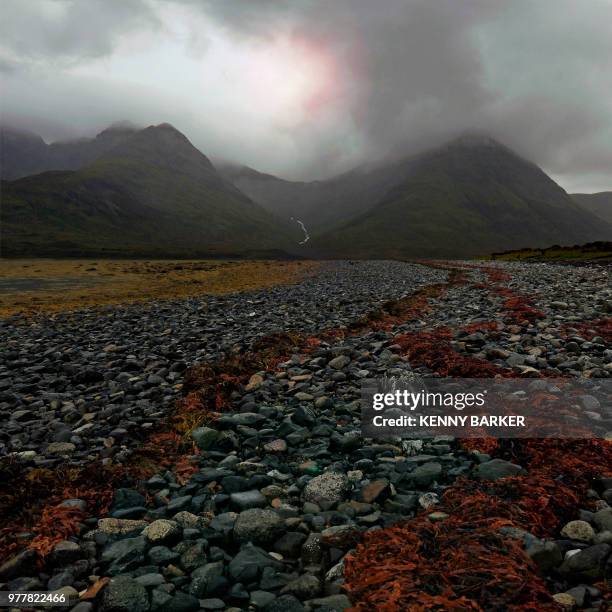 red seaweed - red seaweed stock pictures, royalty-free photos & images