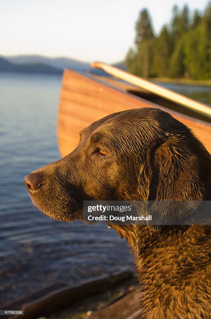 A dog looks out over a lake with a canoe in the background.