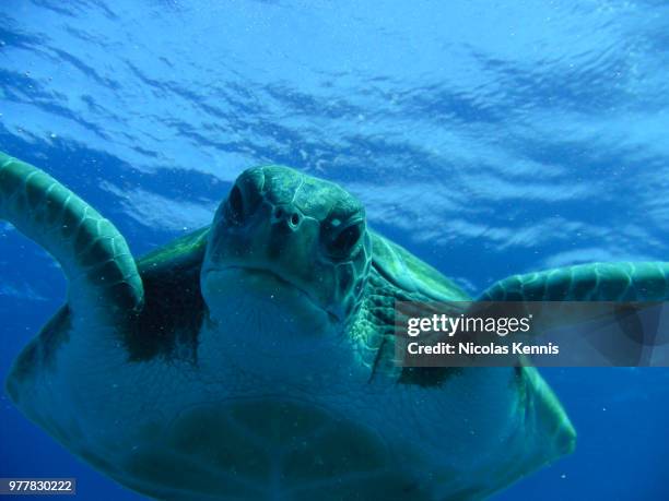 tortue - tortue stock pictures, royalty-free photos & images