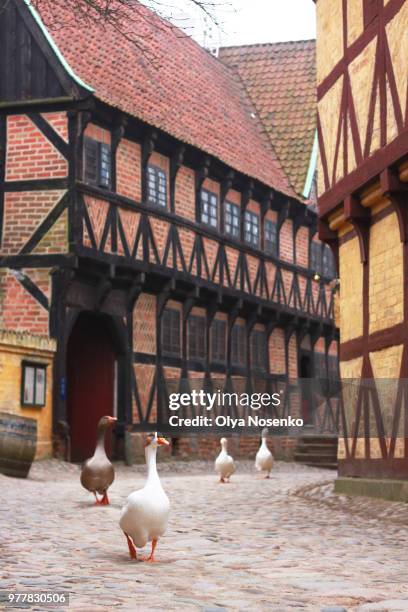 geese walking in old town, aarhus, denmark - arhus bildbanksfoton och bilder