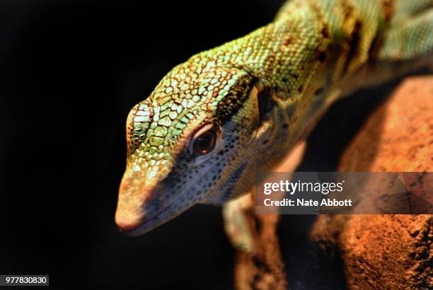 Tree Monitor 38 Emerald Tree Monitor Stock Photos, High-Res Pictures, and Images ...