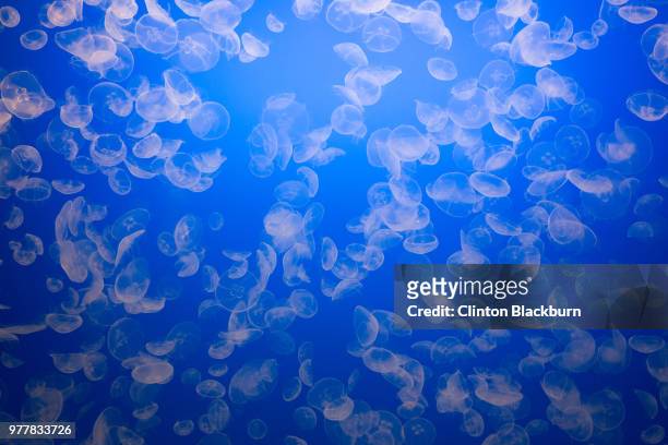 Moon jellyfish, Monterey, California, USA