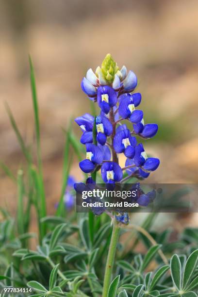 texas bluebonnet - texas bluebonnet stock pictures, royalty-free photos & images