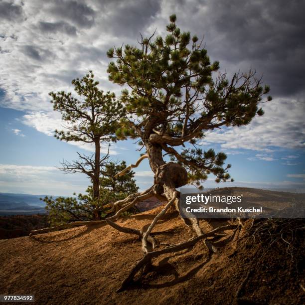 twisted juniper tree, bryce canyon national park, utah, usa - gauja national park fotografías e imágenes de stock