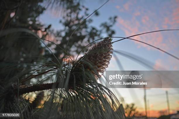 coniferous - coniferous stock pictures, royalty-free photos & images