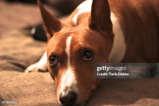 charlie the besanji #7 - basenji ストックフォトと画像