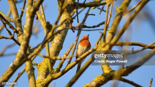 Higher Perch 3,751 High Perch Stock Photos, High-Res Pictures, and Images - Getty Images