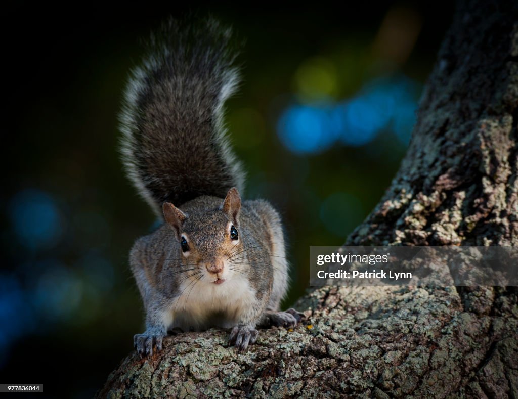 Curious Squirrel