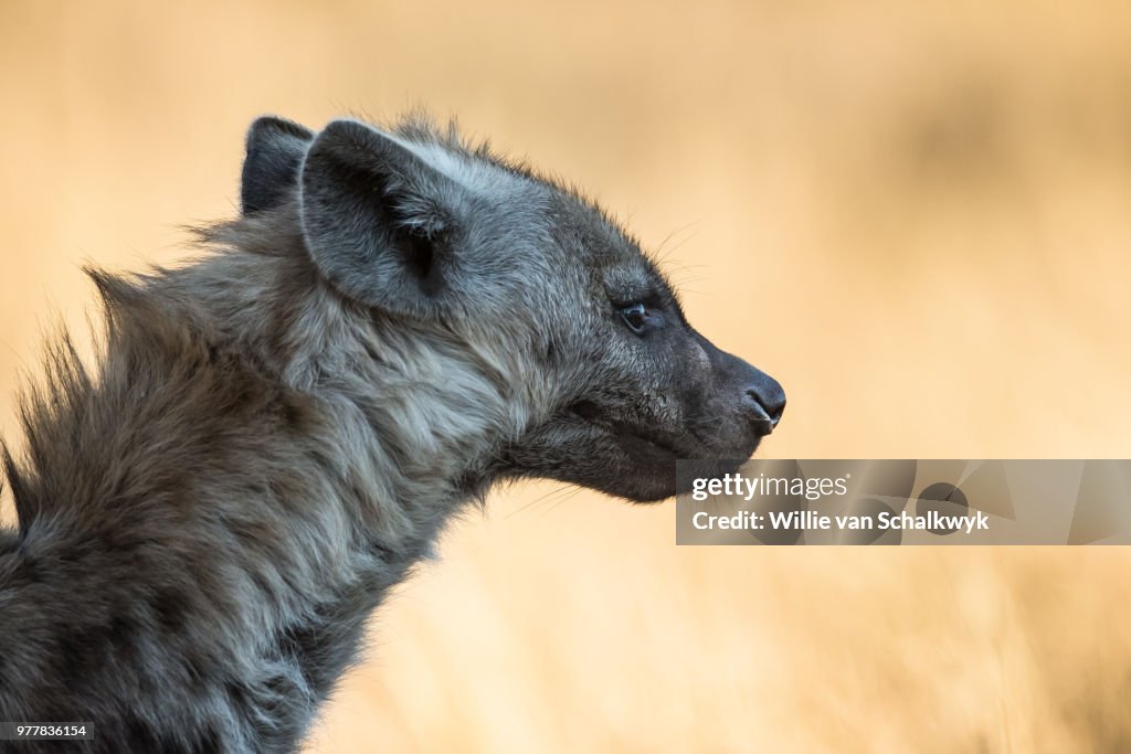 Side view of hyena, Kruger National Park, South Africa