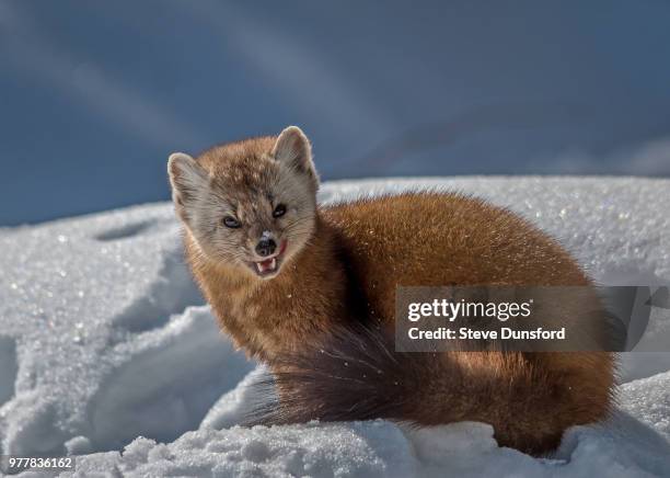 european pine marten (martes martes) on snow, ontario, canada - martes 個照片及圖片檔