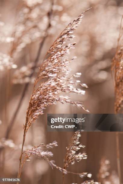 grashalm - cwp stockfoto's en -beelden