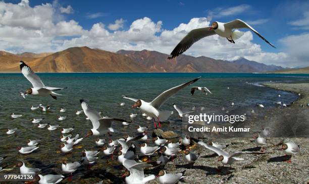 flock of brown-headed gulls (chroicocephalus brunnicephalus) by lakeside, ladakh, jammu and kashmir, india - pangong lake stockfoto's en -beelden