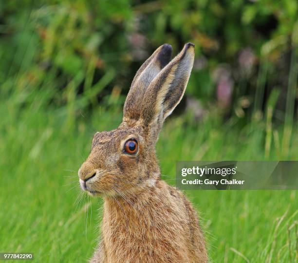 hare [lepus europaeus] - brown hare stockfoto's en -beelden