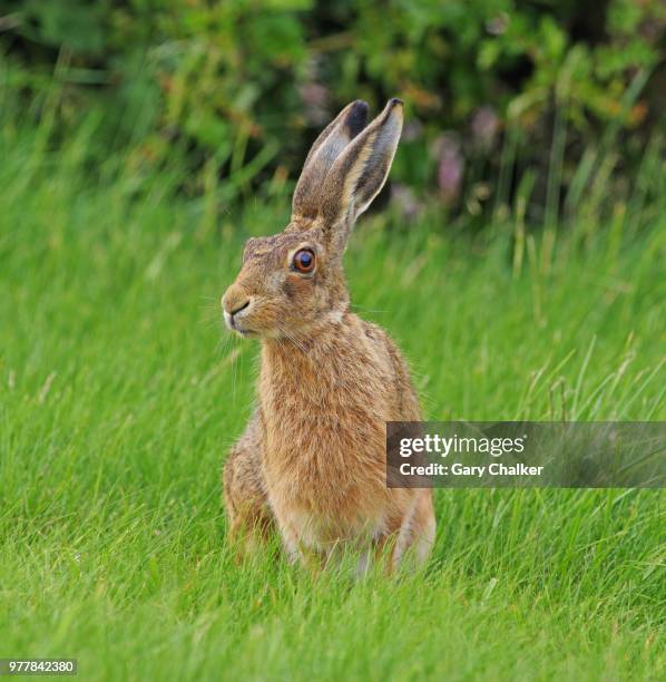 hare [lepus europaeus] - brown hare stockfoto's en -beelden