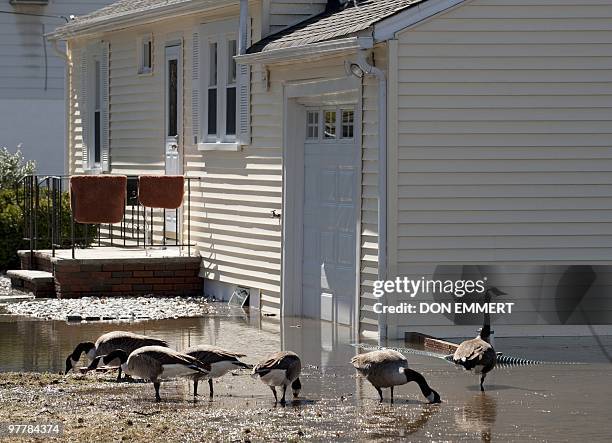 Geese enjoy the floodewaters from the Passaic River on March 16, 2010 in Little Falls, New Jersey. Many residents who have had to evacuate their...