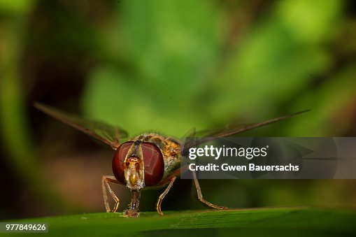 Hoverfly (Episyrphus balteatus) Hoverfly (Episyrphus balteatus)