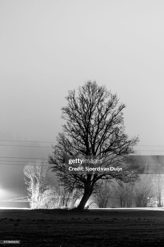 Backlit tree