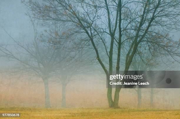 morning fog impressions - leech foto e immagini stock