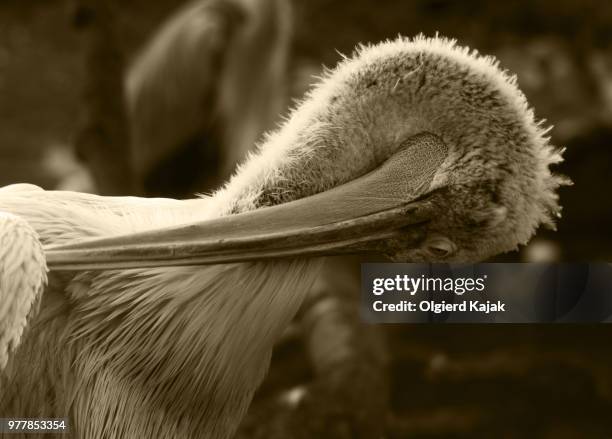 pelican - kajak photos et images de collection