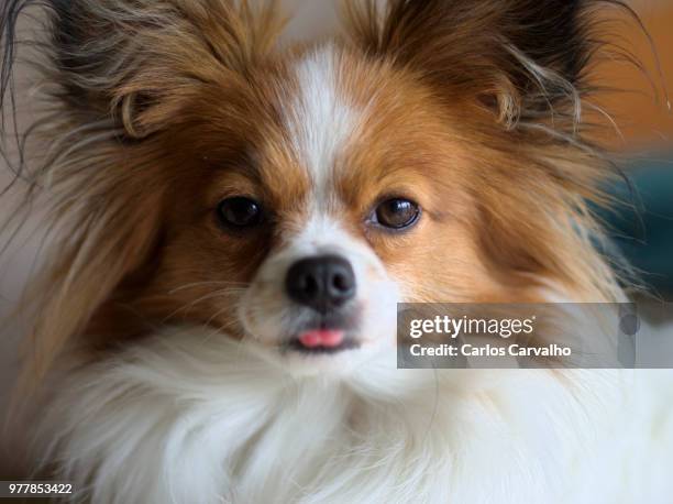 Pabilom 53 Nice Papillon Stock Photos, High-Res Pictures, and Images - Getty Images