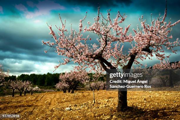 el almendro. / the almond tree. - almendro stock pictures, royalty-free photos & images