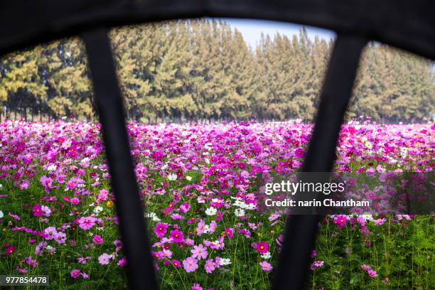 cosmos flowers garden at jim thomson farm in nakhon ratchasima t - nakhon ratchasima stock pictures, royalty-free photos & images