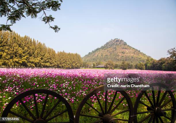 cosmos flowers garden at jim thomson farm in nakhon ratchasima t - nakhon ratchasima stock pictures, royalty-free photos & images