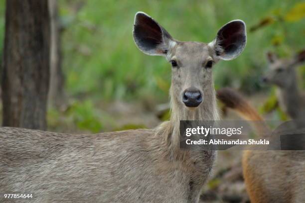 a female sambhar deer - abhinandan 個照片及圖片檔