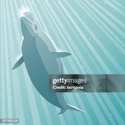 Beluga Beluga