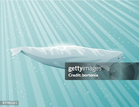 Beluga Beluga