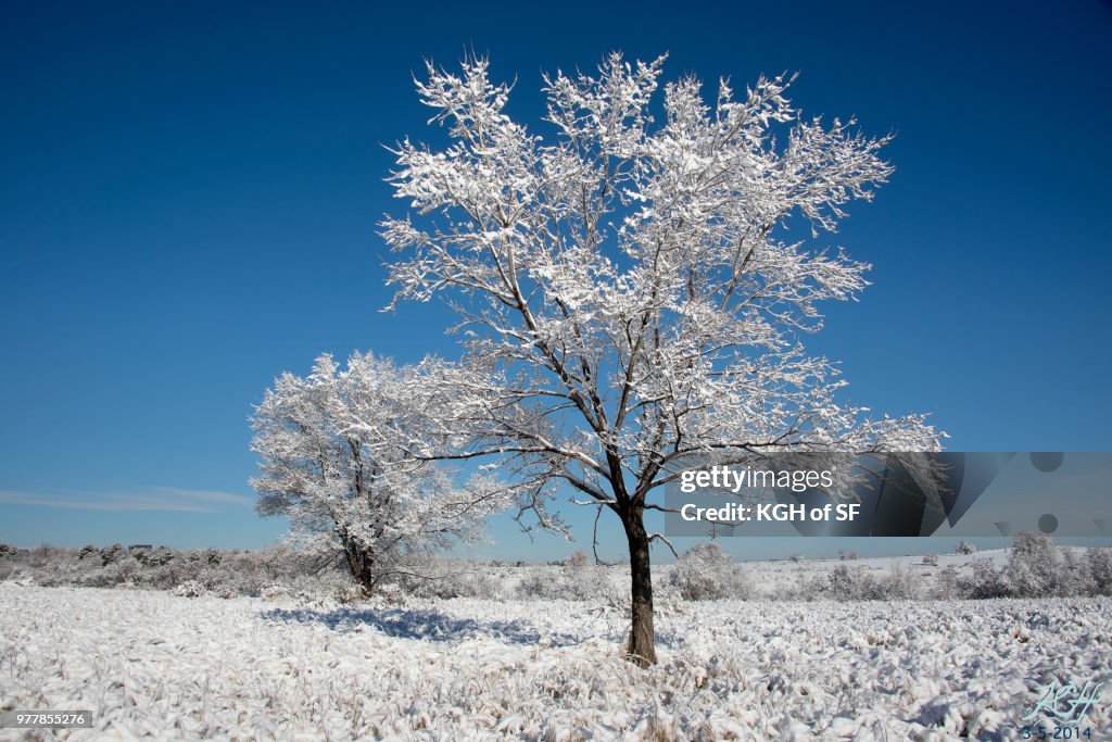 Two Trees