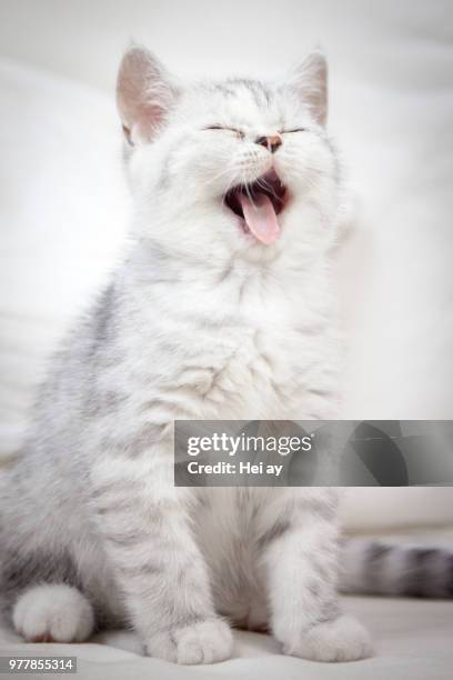 portrait of domestic cat meowing - meowing bildbanksfoton och bilder