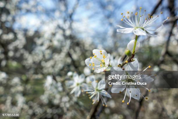 spring sentinel - duca - fotografias e filmes do acervo