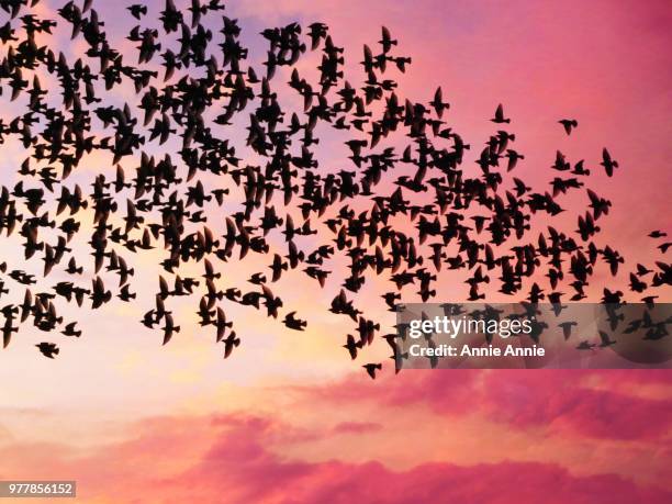 starlings - starlings flock stock pictures, royalty-free photos & images