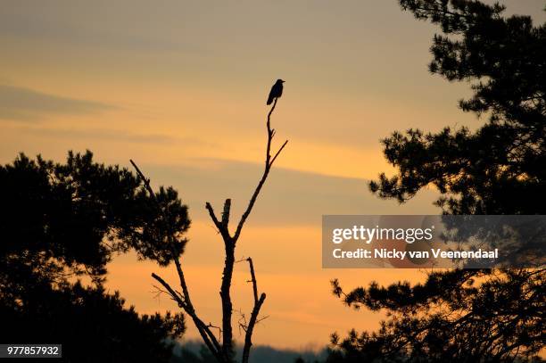black crow enjoying the sunrise - veenendaal imagens e fotografias de stock