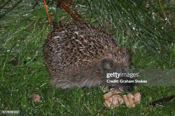 hedgehog - insectívoro fotografías e imágenes de stock