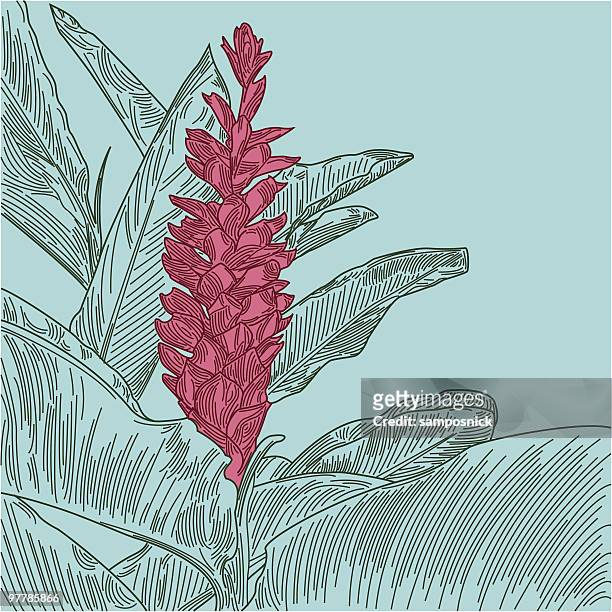 hawaiian red ginger - ginger flower stock-grafiken, -clipart, -cartoons und -symbole