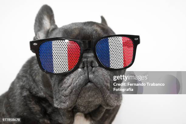 dog with glasses of french flag - fernando trabanco fotografías e imágenes de stock