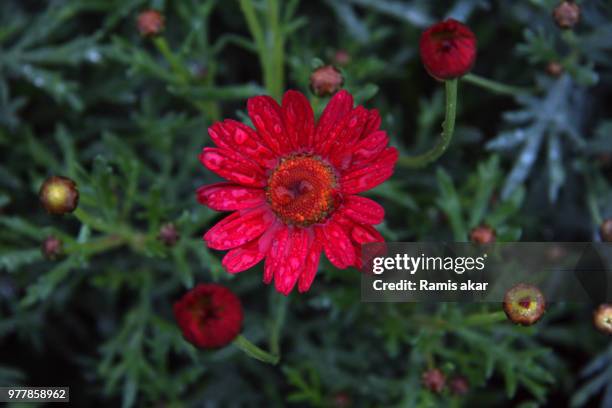 merter keresteciler,turkey - middle east - ramius stock pictures, royalty-free photos & images