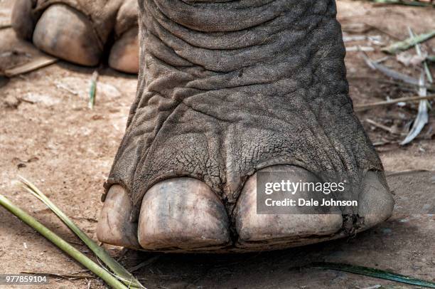elephants foot, koh chang, thailand - big foot stock pictures, royalty-free photos & images